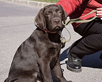 Собаки в Санкт-Петербурге: Великолепный шоколадный щенок лабрадора Мальчик, 90 000 руб. - фото 3
