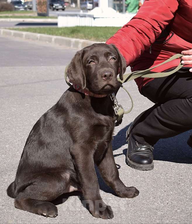 Собаки в Санкт-Петербурге: Великолепный шоколадный щенок лабрадора Мальчик, 90 000 руб. - фото 3
