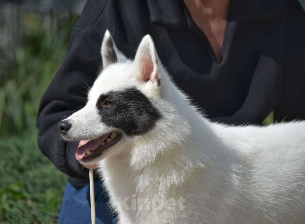 Собаки в Москве: Ненецкая оленегонная лайка кобель Храброе сердце. Мальчик, 40 000 руб. - фото 4