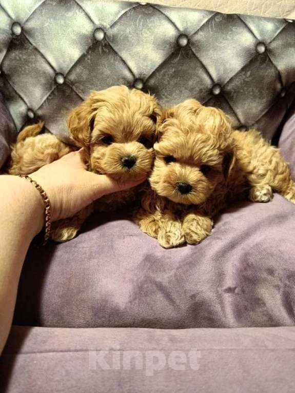 Собаки в Екатеринбурге: Мальтипу f1 Мальчик, 100 000 руб. - фото 2