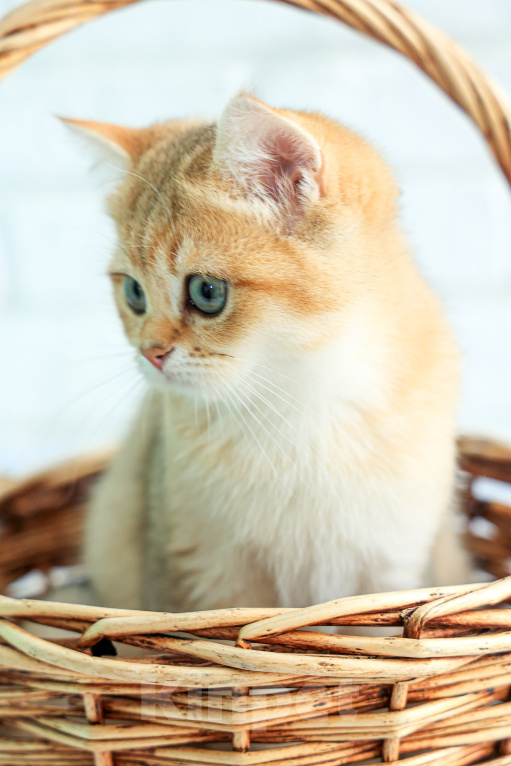 Кошки в Сланце: Продажа котёнка британская короткошёрстная девочка в окрасе золотая шиншилла ny 11 Девочка, 40 000 руб. - фото 2