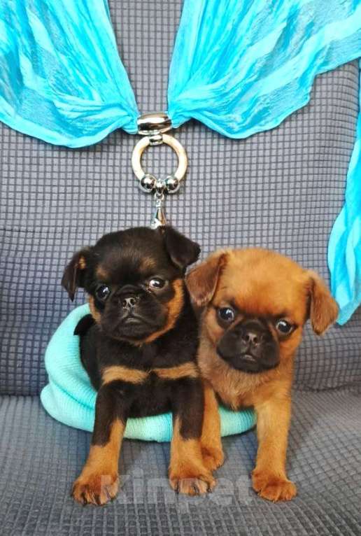 Собаки в Москве: Малый брабансон мальчики Мальчик, 40 000 руб. - фото 2