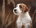 Собаки в Ярославле: Щенки джек рассел терьера, 40 000 руб. - фото 1