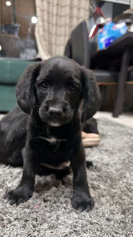 Собаки в Краснодаре: Американский Кокер помесь с дворнягой Мальчик, 100 руб. - фото 5