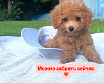 Собаки в Москве: Мальтипу - Умнейший щенок Мальчик, Бесплатно - фото 2