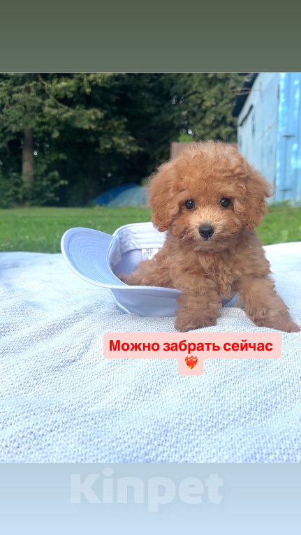 Собаки в Москве: Мальтипу - Умнейший щенок Мальчик, Бесплатно - фото 2