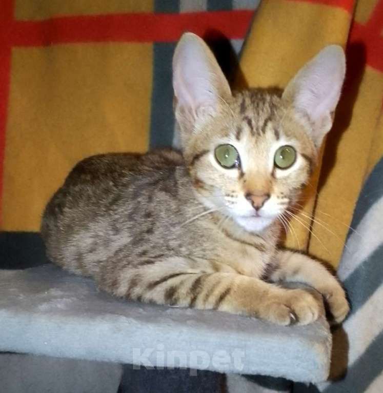 Кошки в Москве: Ориентальные котята  Девочка, 15 000 руб. - фото 5