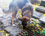 Собаки в Долгопрудном: Молодая собака ищет новый дом! Девочка, Бесплатно - фото 5