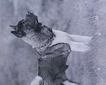 Собаки в Туле: Вязка бесплатно, 1 руб. - фото 1