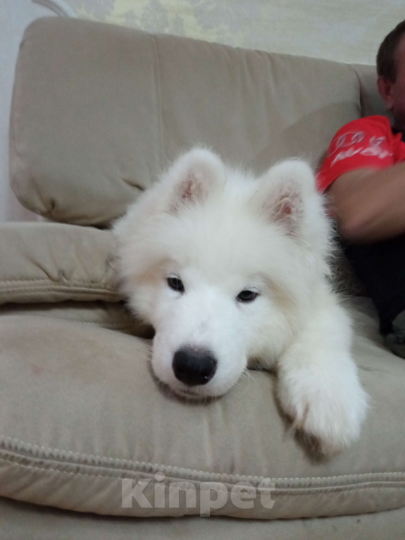 Собаки в Нижнем Новгороде: Продам щенков самоеда Мальчик, 25 000 руб. - фото 2