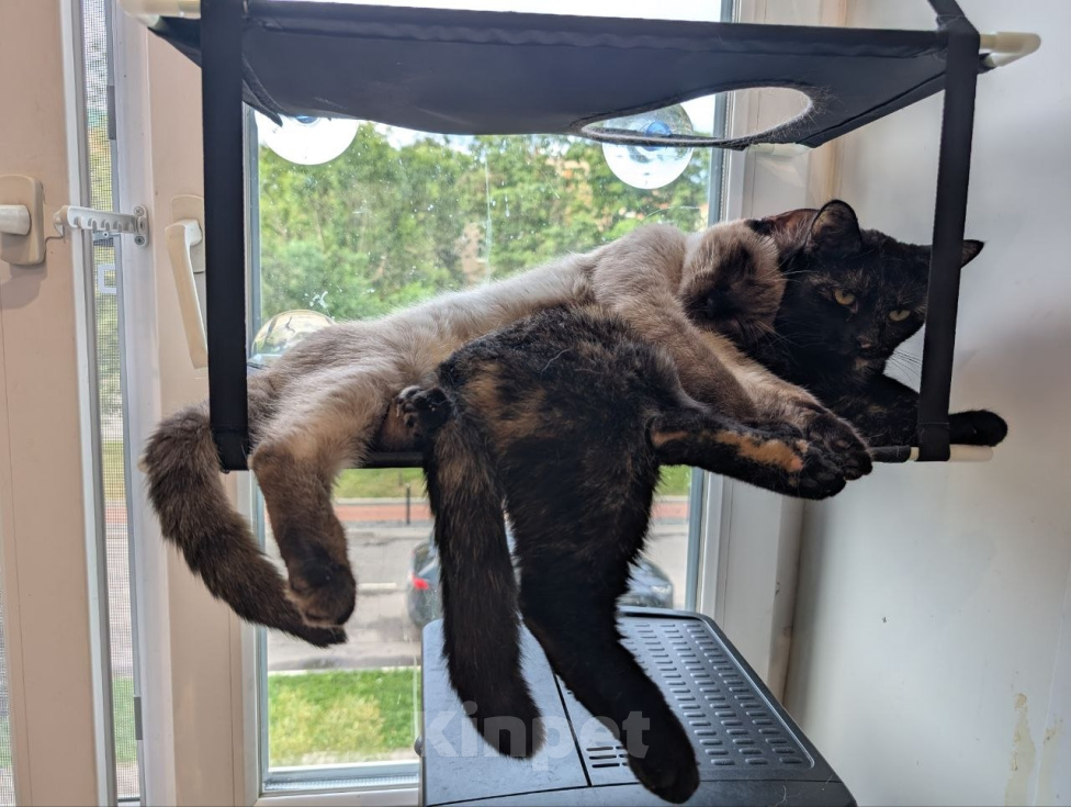 Кошки в Реутове: Котенок мальчик в добрые руки Мальчик, Бесплатно - фото 6