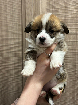 Корги щенок