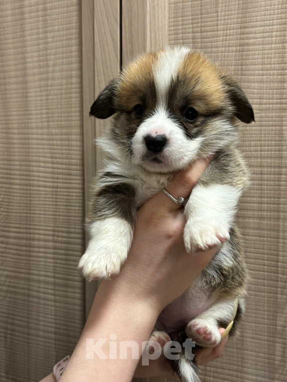 Собаки в Орле: Корги щенок Девочка, 45 000 руб. - фото 1