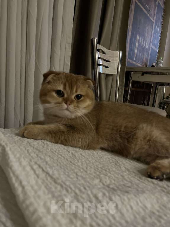 Кошки в Ростове-на-Дону: Продается Шотландская фолд золотая шиншилла  Мальчик, 20 000 руб. - фото 3
