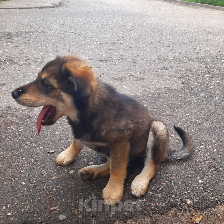 Собаки в Кубинке: Феля Мальчик, Бесплатно - фото 2