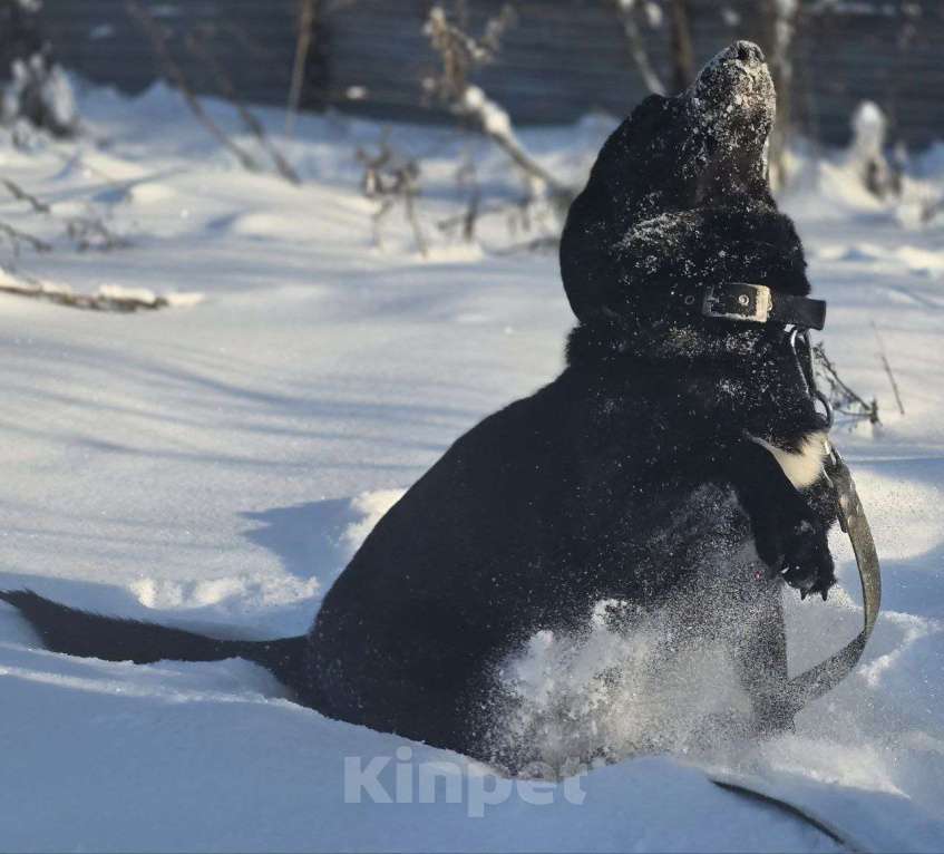 Собаки в Королеве: Ищем дом и любящую семью для прекрасной Оливки! Девочка, Бесплатно - фото 5