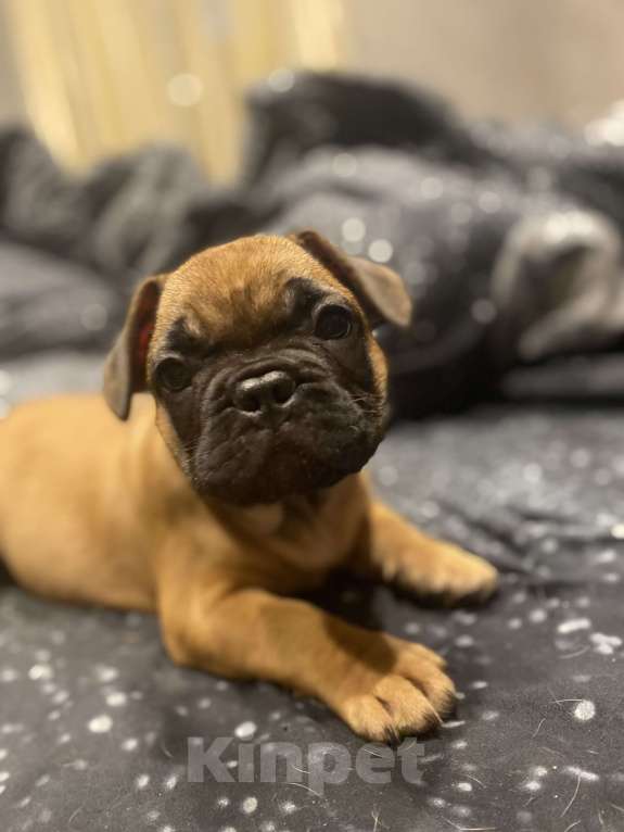 Собаки в Нижнем Новгороде: Щенок французский бульдог  Мальчик, 30 000 руб. - фото 2