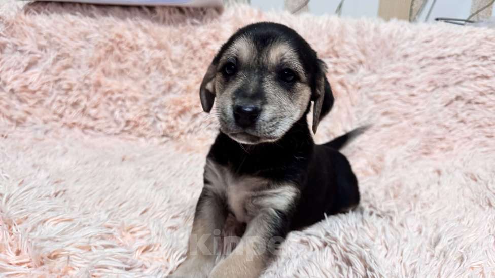 Собаки в Симферополе: Малышка ищет свою семью Девочка, 100 руб. - фото 3