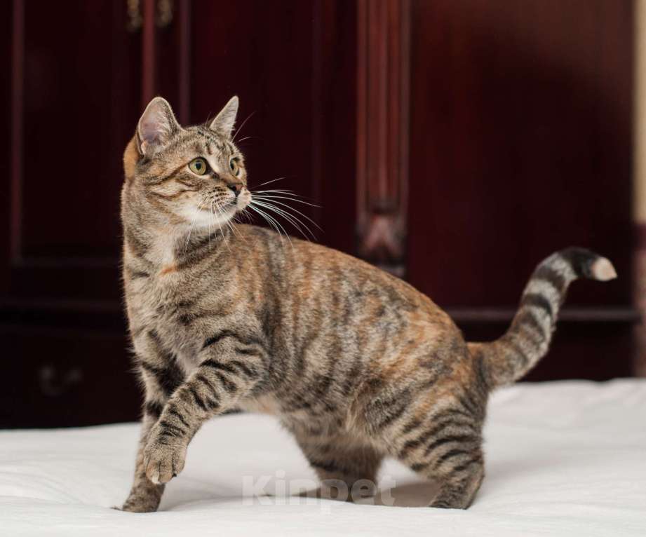 Кошки в Санкт-Петербурге: Тигруша ищет теплый дом и доброе сердце Девочка, Бесплатно - фото 3