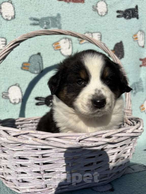 Собаки в Бикине: Аусси Девочка, 50 000 руб. - фото 1