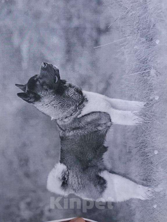Собаки в Туле: Вязка бесплатно, 1 руб. - фото 1