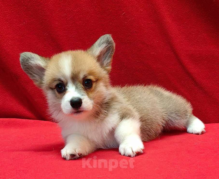 Собаки в Москве: Девочка и мальчики. Мальчик, 50 000 руб. - фото 3