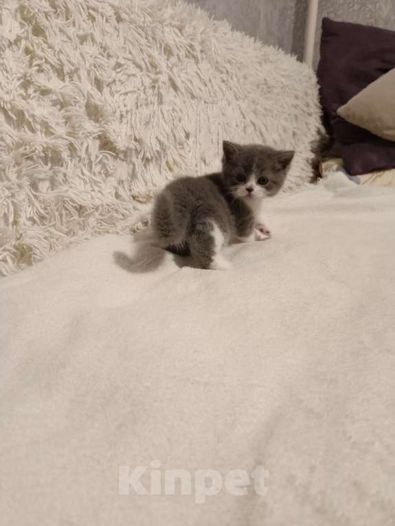 Кошки в Балашихе: Котята  Девочка, 8 000 руб. - фото 1