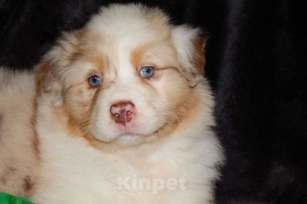 Собаки в других городах Московской области: Австралийская овчарка (аусси) Мальчик, 80 000 руб. - фото 4