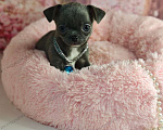 Собаки в Москве: Девочка редкого голубого окраса бейби фейс Девочка, 45 000 руб. - фото 2