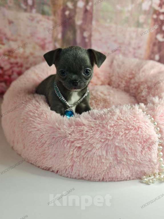 Собаки в Москве: Девочка редкого голубого окраса бейби фейс Девочка, 45 000 руб. - фото 2