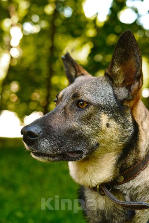 Собаки в Санкт-Петербурге: Мэй из приюта в добрые руки Девочка, Бесплатно - фото 7