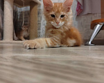 Кошки в Омске: Милаш ждёт своего хозяина Мальчик, 25 000 руб. - фото 1