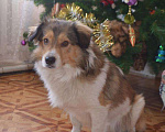 Собаки в Краснодаре: Словно герой из мультика ЯРКИЙ БОБА! Мальчик, Бесплатно - фото 2