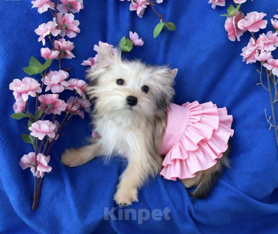 Собаки в Москве: Мини йорк золотая девочка нежная Девочка, 60 000 руб. - фото 4