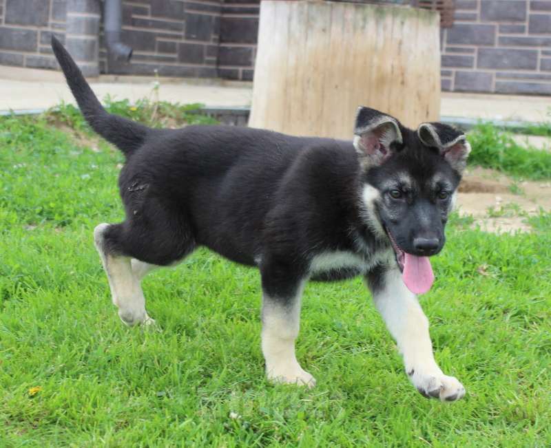 Собаки в Москве: Радомира Девочка, 45 000 руб. - фото 7