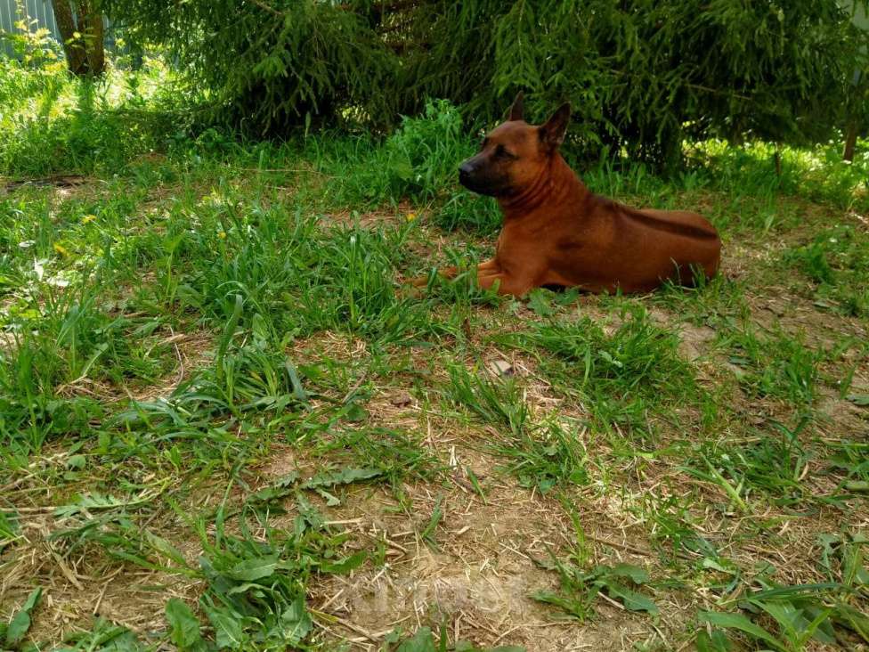 Собаки в Москве: Тайский риджбек для вязки Мальчик, 40 руб. - фото 3