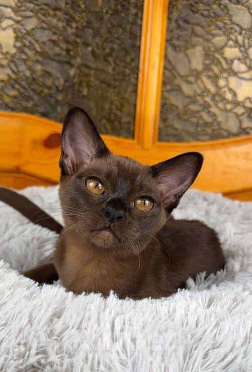 Кошки в других городах Московской области: Котята Европейской бурмы Девочка, 80 000 руб. - фото 1