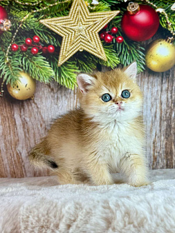 Прямоухий шотландский мальчик золотая шиншилла