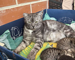 Кошки в Краснодаре: Кошка ищет дом себе и 4 котятам Девочка, Бесплатно - фото 6