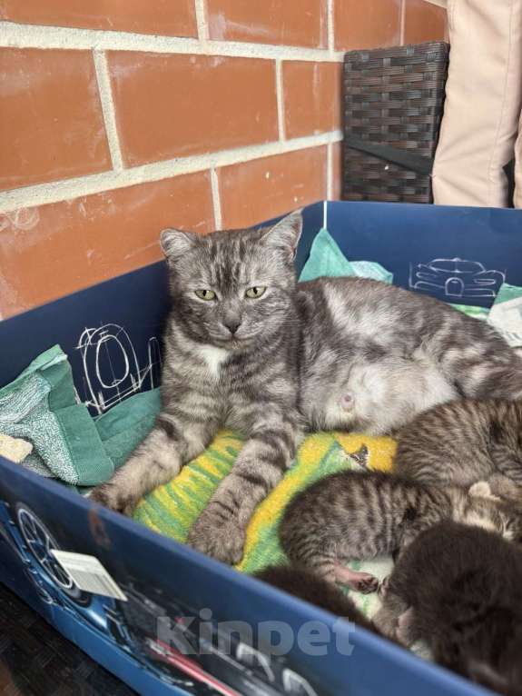 Кошки в Краснодаре: Кошка ищет дом себе и 4 котятам Девочка, Бесплатно - фото 6