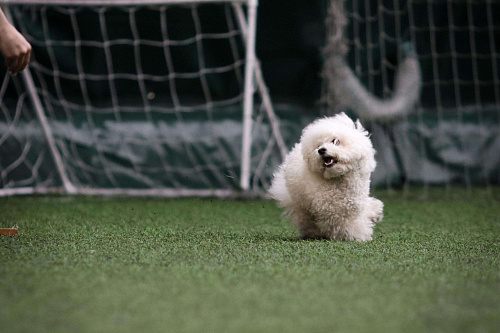 Бишон фризе вязка