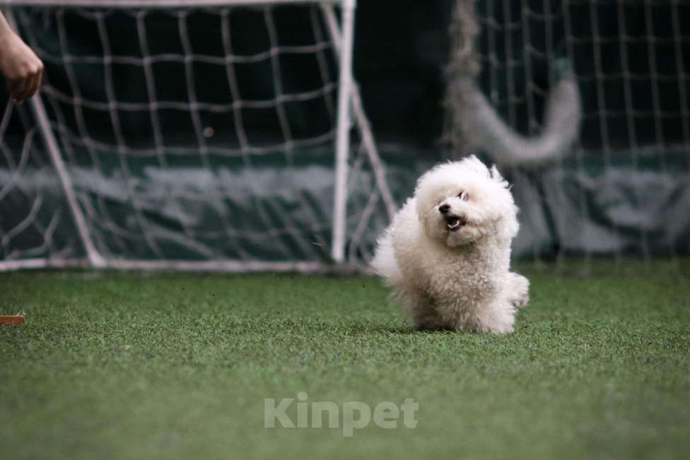 Собаки в Новосибирске: Бишон фризе вязка Мальчик, Бесплатно - фото 1