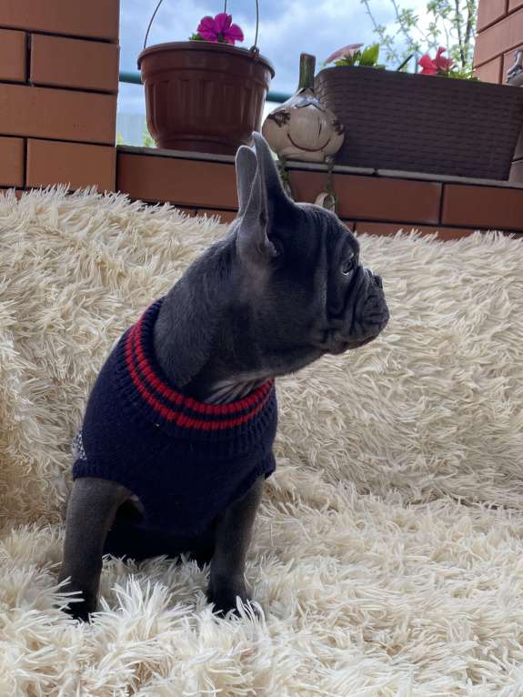 Собаки в Новошахтинске: Щенки французского бульдога Мальчик, 80 000 руб. - фото 8