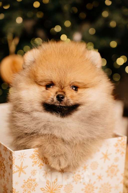 Собаки в Челябинске: Померанский шпиц  Мальчик, Бесплатно - фото 5