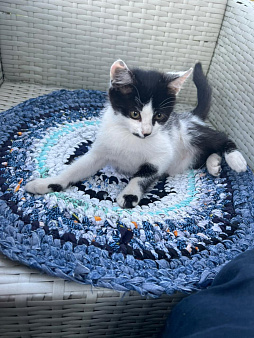Котята ищут дом