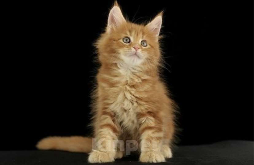 Кошки в Москве: Котёнок Мейн кун от чемпиона  Мальчик, 50 000 руб. - фото 5