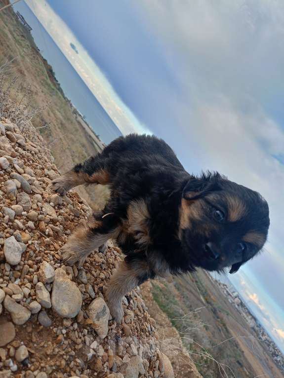 Собаки в Севастополе: В добрые ручки Девочка, Бесплатно - фото 4