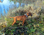 Собаки в Одинцово: Родезийский риджбек мальчик. Стандарт. Мальчик, Бесплатно - фото 5