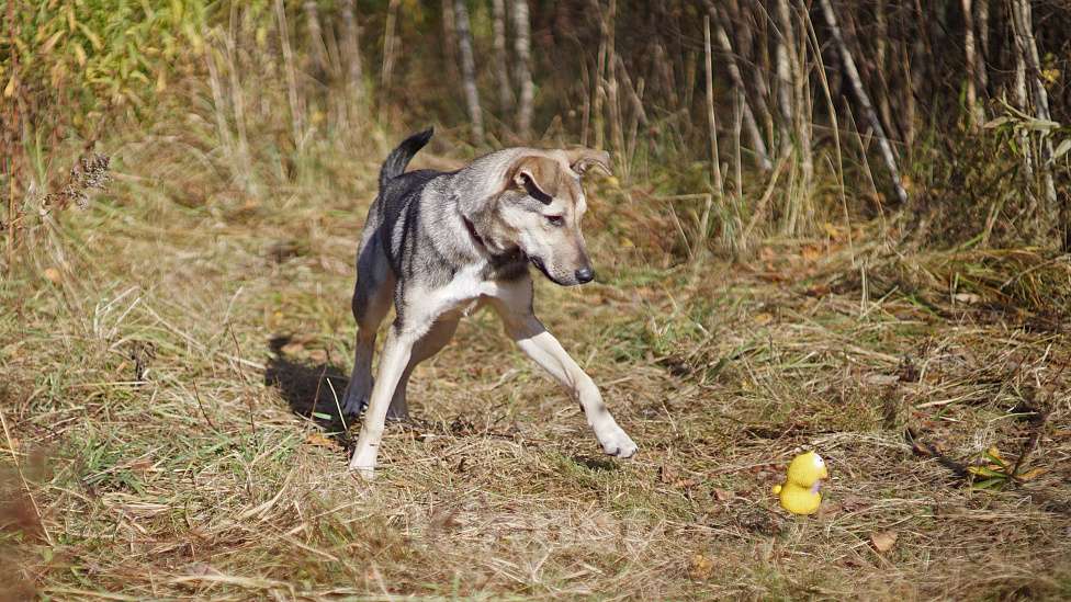 Собаки в Ногинске: Мэй - забавная собачка совсем юного возраста ждет свою семью в приюте! Девочка, Бесплатно - фото 4