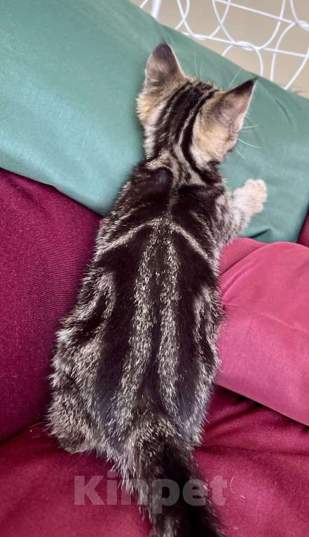 Кошки в других городах Московской области: Кошечка девочка шотландская (помесь) Девочка, 2 000 руб. - фото 7